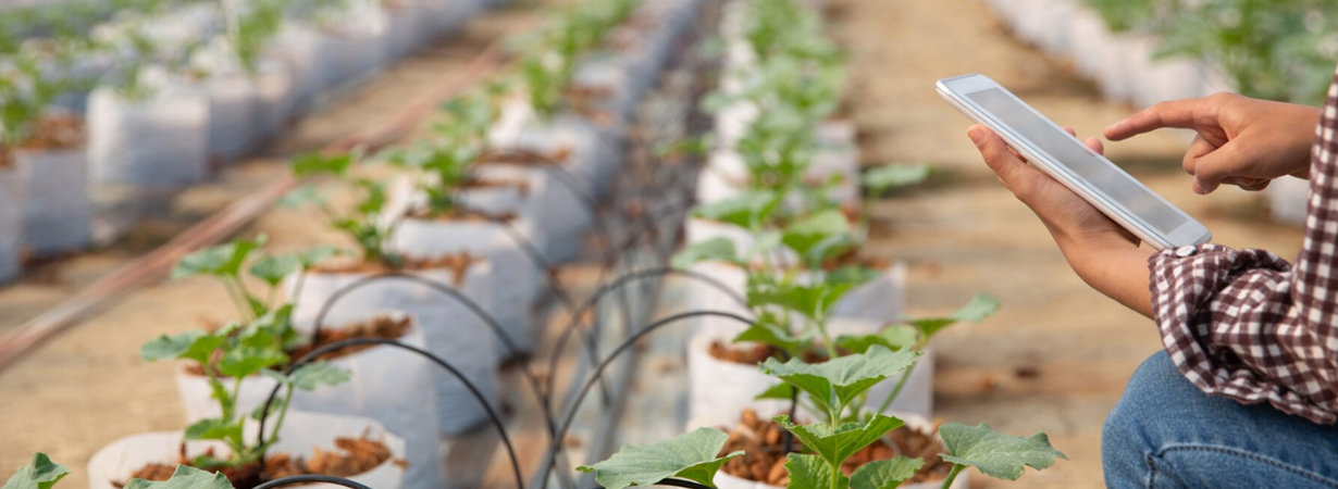 Banner Agroalimentos y plazas de mercado
